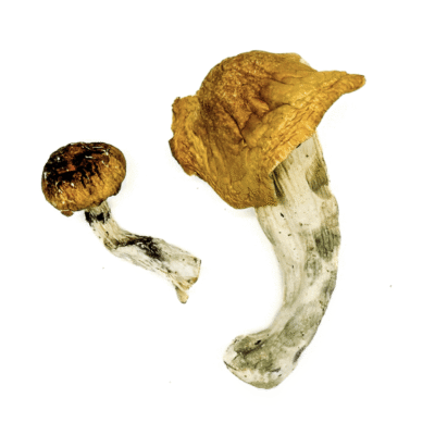 Texas orange cap mushrooms with vivid orange caps